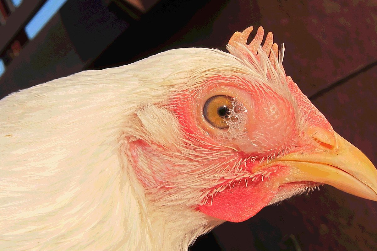 Nguyên nhân gây bệnh hen gà là gì?