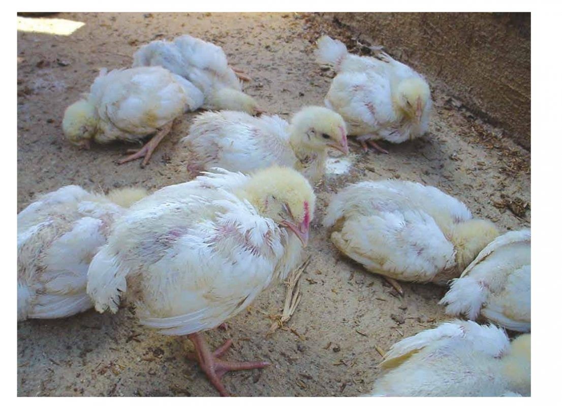 Làm thế nào để điều trị dứt điểm bệnh Gumboro ở gà?