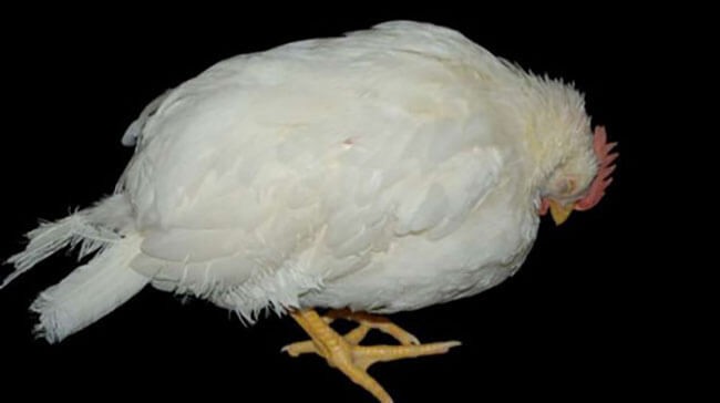 Tìm hiểu bệnh Gumboro thường gặp ở gà