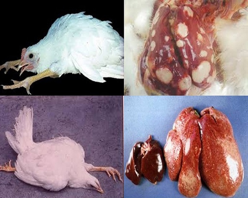 Những bệnh thường gặp ở gà thả vườn